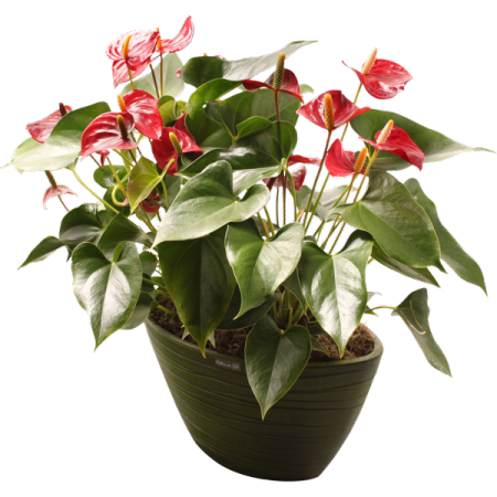 Anthurium (Anthurium andreanum) - Plantes d'intérieur dépolluantes