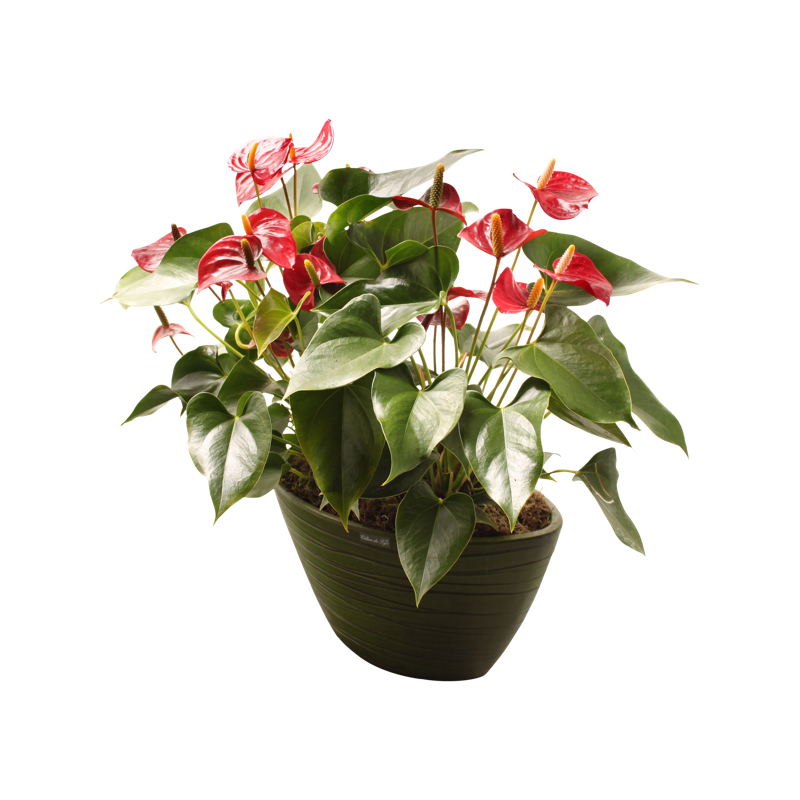 Anthurium (Anthurium andreanum) - Plantes d'intérieur dépolluantes Anthurium (Anthurium andreanum) - Plantes d'intérieur dépolluantes