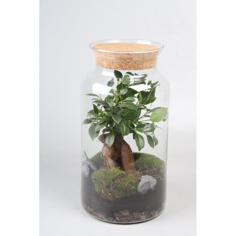 Terrarium with ficus bonsai - foliage plants and terrarium Terrarium with ficus bonsai - foliage plants and terrarium