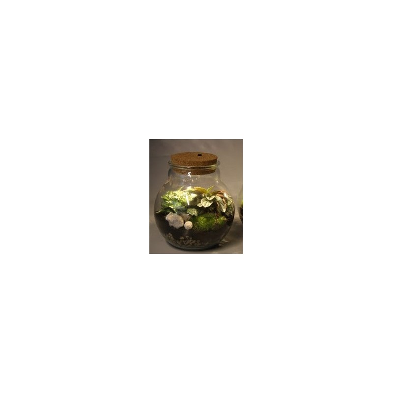 Terrarium with light - Foliage plants and terrarium Terrarium with light - Foliage plants and terrarium
