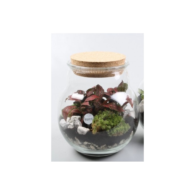 Terrarium - Foliage plants and terrarium Terrarium - Foliage plants and terrarium