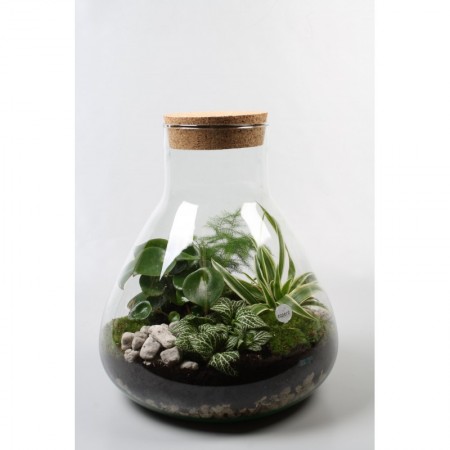 Terrarium - Groene planten en terrarium