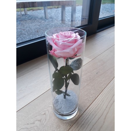 Rose éternelle dans vase