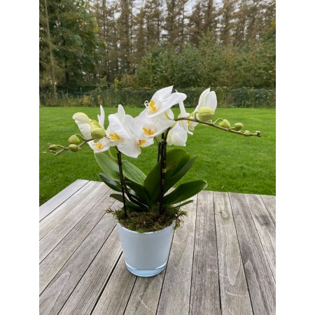 Orchidee Tablo klassiek - Bloemplanten