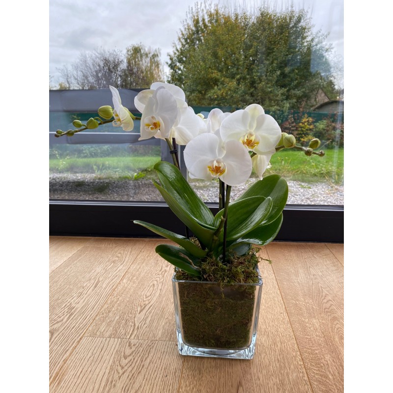 Orchidée Tablo moderne - Plantes fleuries