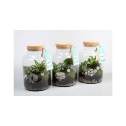 Terrarium - Plantes vertes et terrarium