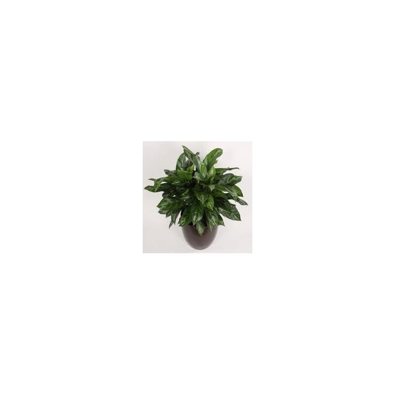 Aglaonéma (Aglaonema commutatum) - Plantes d'intérieur dépolluantes Aglaonéma (Aglaonema commutatum) - Plantes d'intérieur dépolluantes