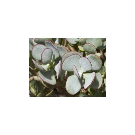 Arbre de Jade (Crassula arborescens) - Plantes d'intérieur dépolluantes