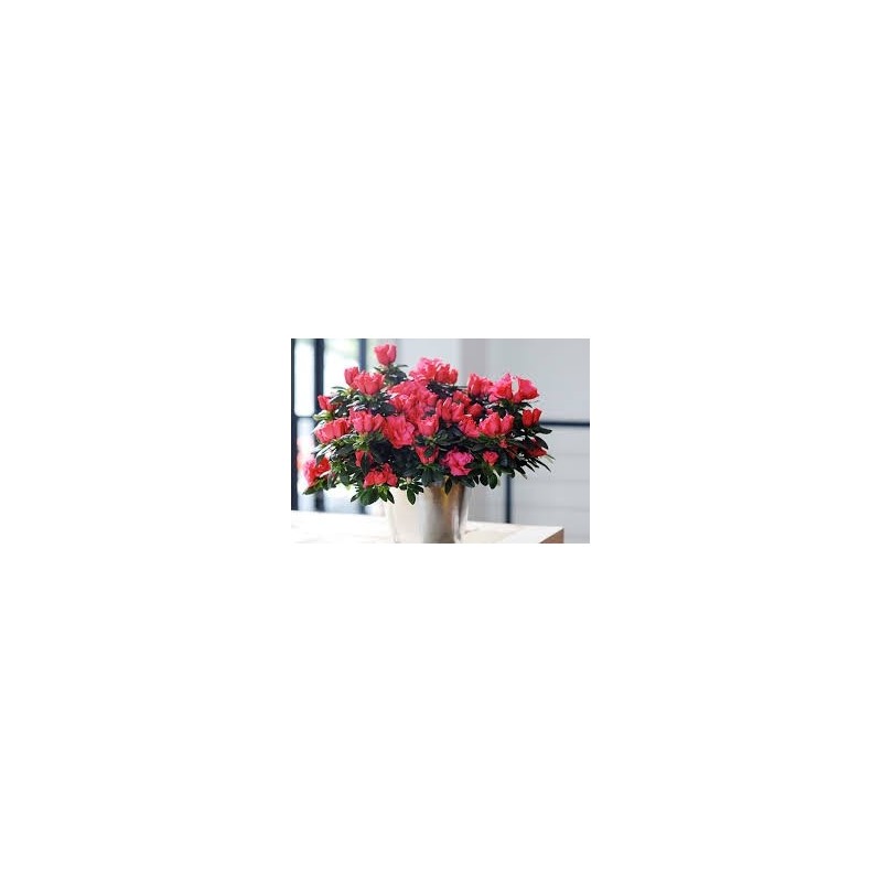 Azalée (Azalea indica) - Plantes d\'intérieur dépolluantes Azalée (Azalea indica) - Plantes d\'intérieur dépolluantes
