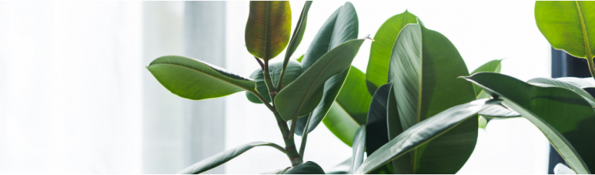 Foliage plants and terrarium